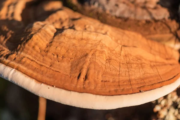 Cogumelo Chaga Que Cresce Uma Árvore — Fotografia de Stock