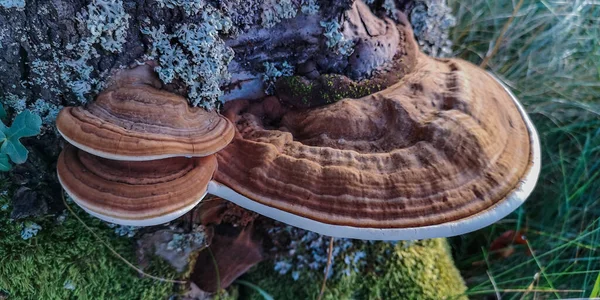 Cogumelo Chaga Que Cresce Uma Árvore — Fotografia de Stock