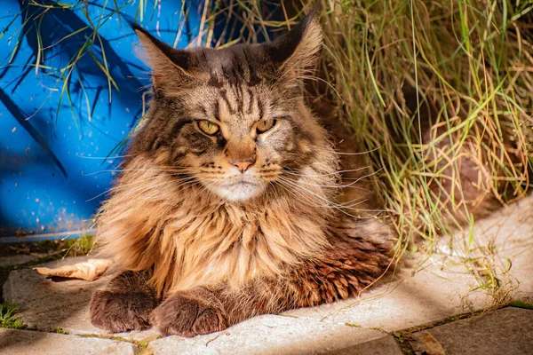 Portrait of a Maine Coon marbled color