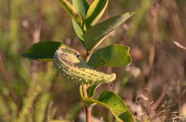 Asclepias syriaca 'nın meyveleri doğada