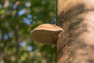 Fomes fomentarius bir dağ ormanındaki kayın sandığında