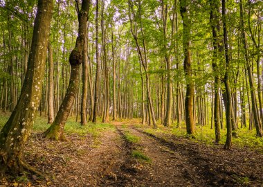 Bir sonbahar kayın ormanında akşam