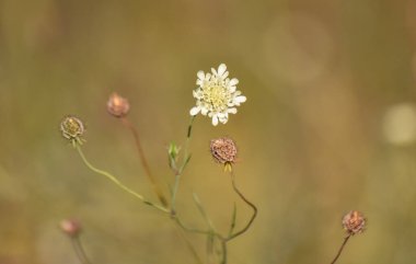 Sonbahar ormanında Succisa pratensis çiçekleri