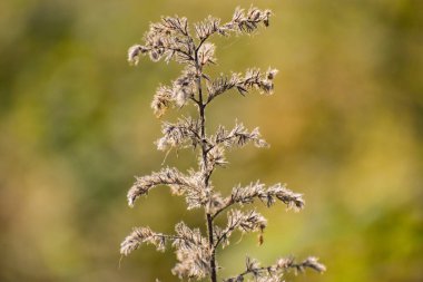 Sonbahar dağlarında Echium italicum