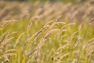 Sonbahar günbatımı tarlada