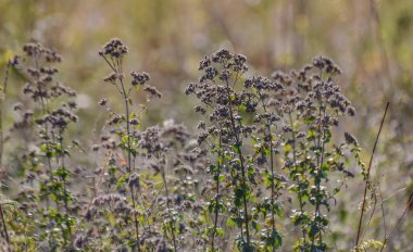 Sonbahar dağlarında Origanum vulgare