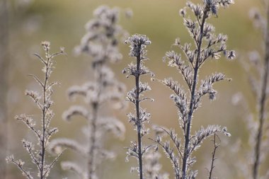 Sonbahar dağlarında Echium italicum