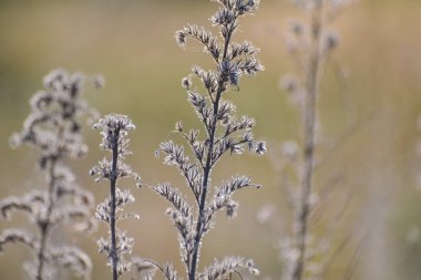 Sonbahar dağlarında Echium italicum