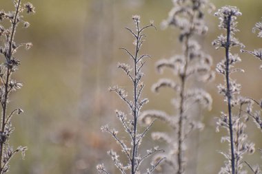 Sonbahar dağlarında Echium italicum