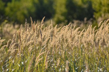 Sonbahar günbatımı tarlada