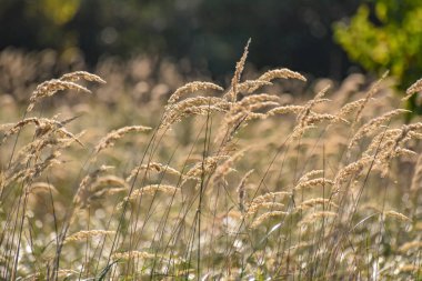 Sonbahar günbatımı tarlada