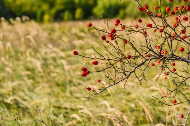 Vahşi bir tarlada kırmızı yaban gülü kalçaları