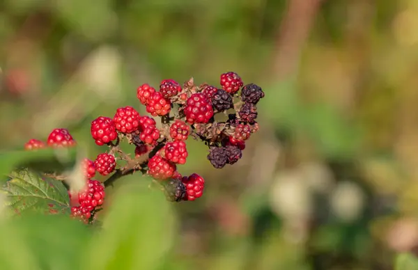 Close Blackberries Autumn Forest — Stock Photo, Image