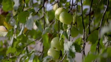 Nehir kıyısındaki ağaçta yeşil elmalar