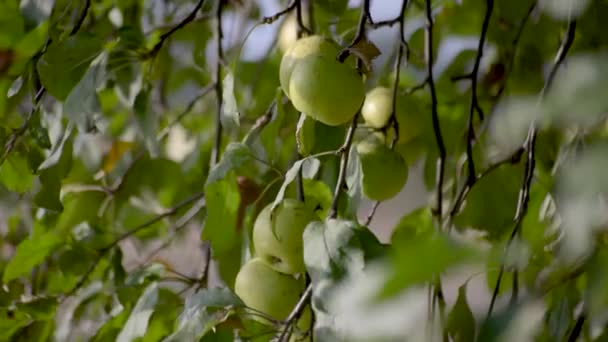 Groene Appels Een Boom Bij Rivier — Stockvideo