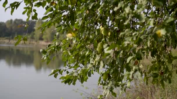 Gröna Äpplen Ett Träd Vid Floden — Stockvideo