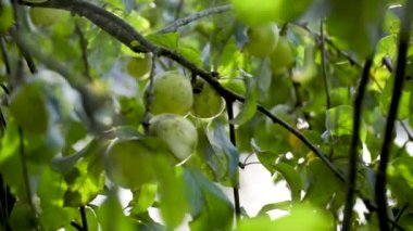 Nehir kıyısındaki ağaçta yeşil elmalar