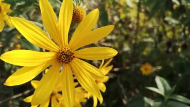 Açan vahşi Kudüs enginarı