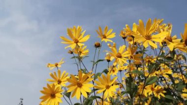 Açan vahşi Kudüs enginarı