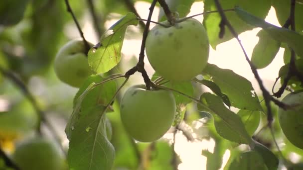Zelená Jablka Stromě Řeky — Stock video