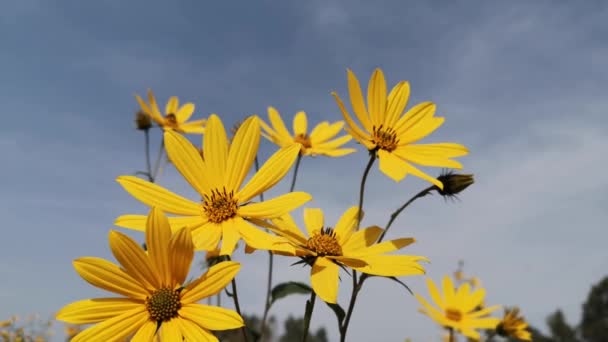 Kwitnący Dziki Kwiat Karczocha Jerozolimskiego — Wideo stockowe