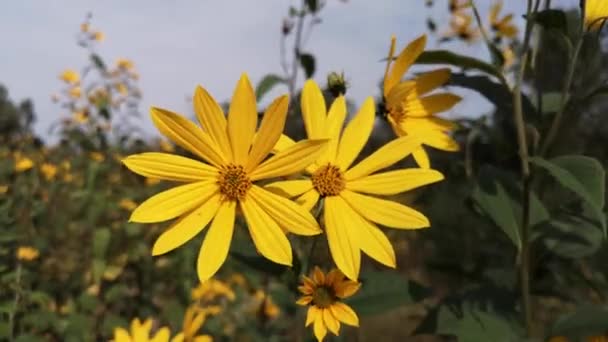 Kvetoucí Divoký Květ Jeruzalémského Artyčoku — Stock video