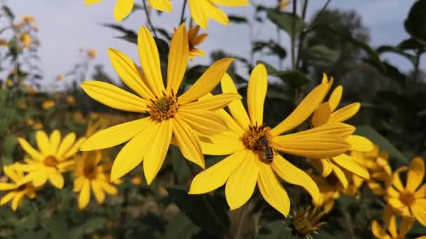 Kwitnący Dziki Kwiat Karczocha Jerozolimskiego — Wideo stockowe