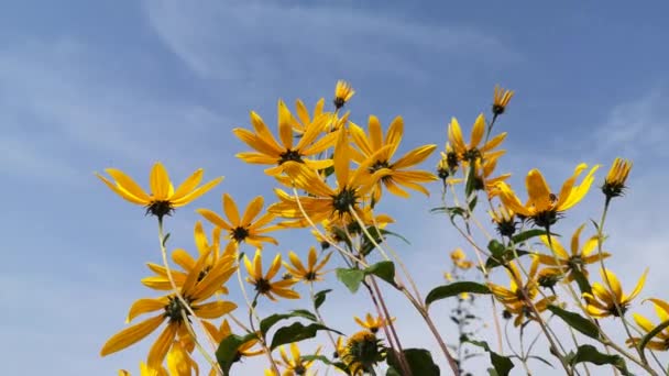 盛开的野生耶路撒冷洋蓟花 — 图库视频影像