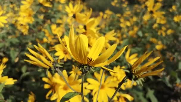 Kvetoucí Divoký Květ Jeruzalémského Artyčoku — Stock video