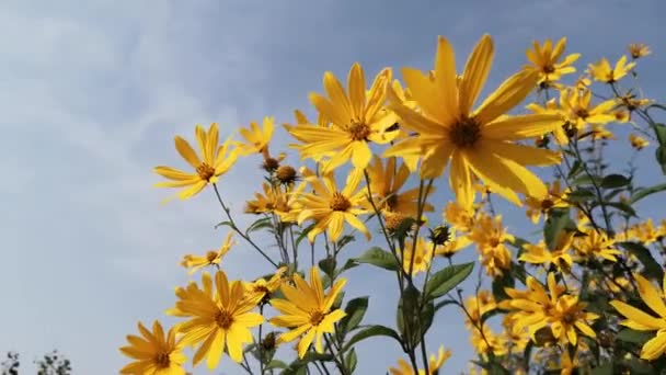 Florescendo Flor Alcachofra Jerusalém Selvagem — Vídeo de Stock