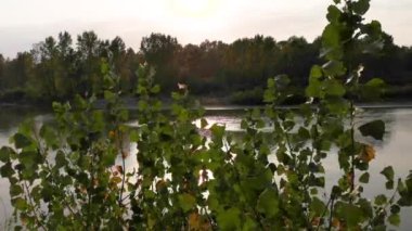 Rüzgarda savrulan genç kavak ağaçları bir dağ nehrinin yanında