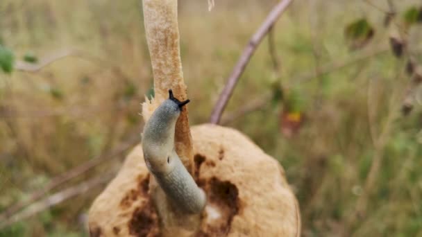 Slug在森林里吃秋天的蘑菇 — 图库视频影像