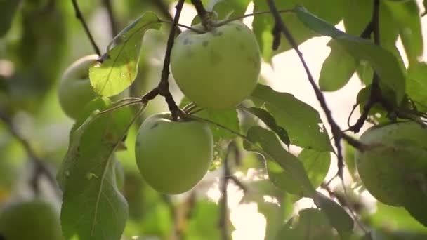 Zöld Almák Egy Fán Folyó Mellett — Stock videók