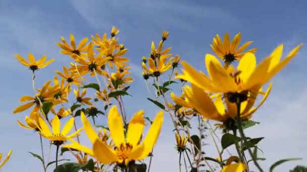 Blooming Wild Jerusalem Artichoke Flower — Stock Video