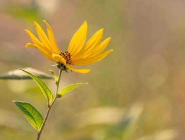 Açan vahşi Kudüs enginarı