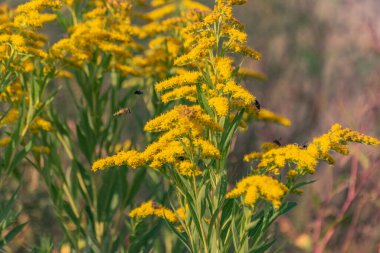 Solidago kanadensis bir dağ ormanında çiçek açar.