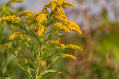 Solidago kanadensis bir dağ ormanında çiçek açar.