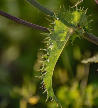 Nehir kıyısında sonchus asper