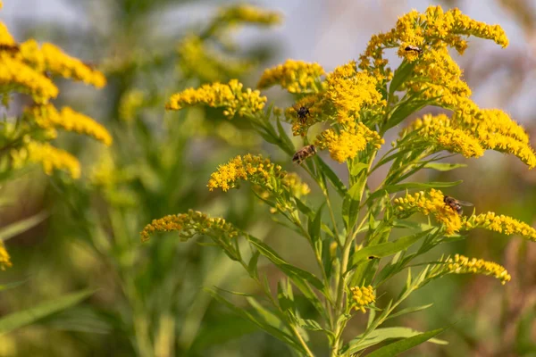 Solidago kanadensis bir dağ ormanında çiçek açar.