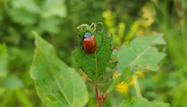 瓢虫生活在自然环境中 — 图库照片