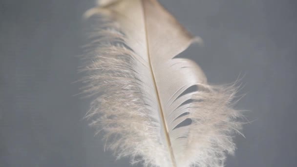 Wild Bird Feather Wind Background — Stock Video