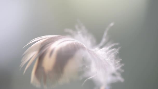 Arka Plan Için Rüzgârda Uçan Kuş Tüyü — Stok video