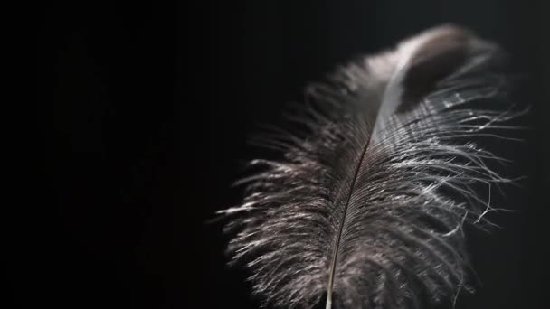 Bulu Burung Liar Dalam Angin Untuk Latar Belakang — Stok Video
