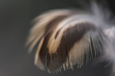 Arka plan için rüzgârda uçan kuş tüyü