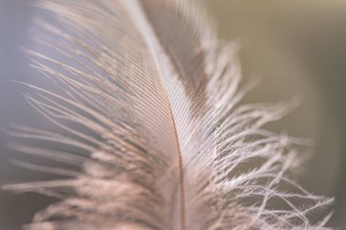 Arka plan için rüzgârda uçan kuş tüyü