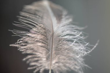 Arka plan için rüzgârda uçan kuş tüyü