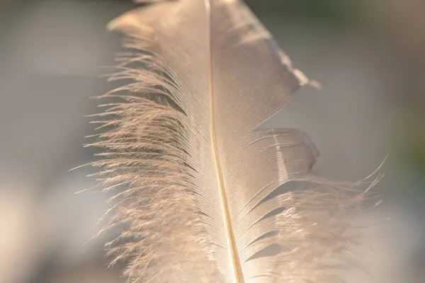 Bulu Burung Liar Dalam Angin Untuk Latar Belakang — Stok Foto