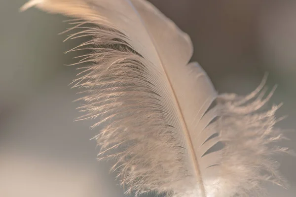 Divoké Ptačí Pírko Větru Pro Pozadí — Stock fotografie
