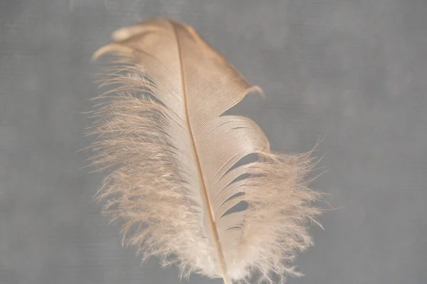 Arka Plan Için Rüzgârda Uçan Kuş Tüyü — Stok fotoğraf