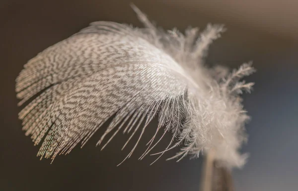 Wilde Vogelfeder Wind Für Hintergrund — Stockfoto